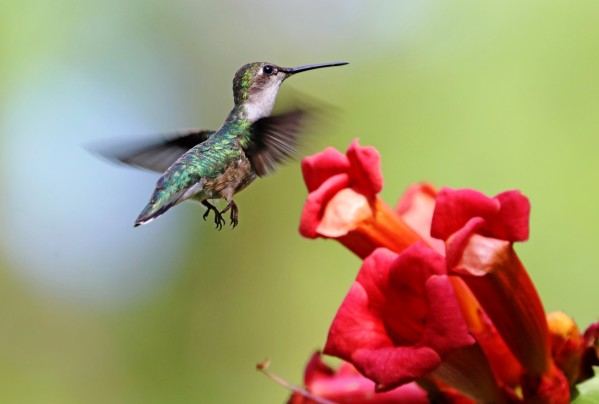 Hummingbird And The Trumpets by Deb Oppermann
